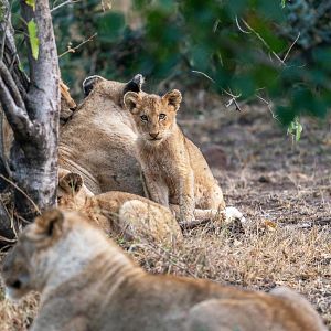Foto O Mundo dos Animais