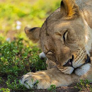 Foto O Mundo dos Animais