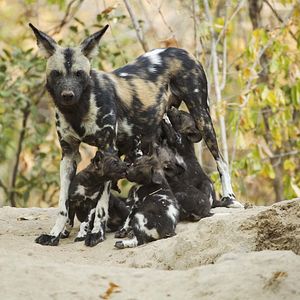 Foto O Mundo dos Animais