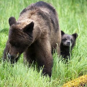 Foto O Mundo dos Animais