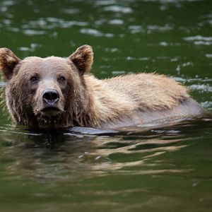 Foto O Mundo dos Animais