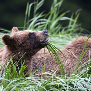 Foto O Mundo dos Animais