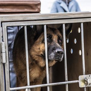 Foto Minha Amiga Palma