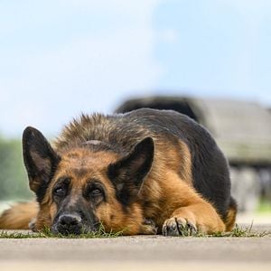 Foto Minha Amiga Palma