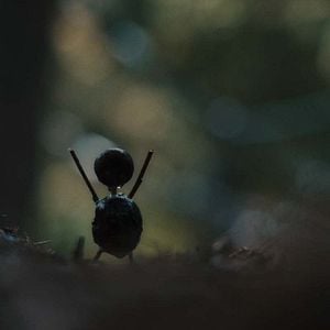 Foto O Homem das Castanhas