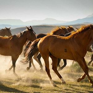 Foto Meus Heróis Eram Cowboys