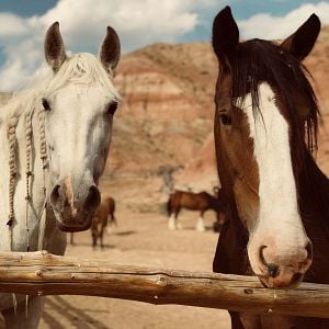 Foto Meus Heróis Eram Cowboys