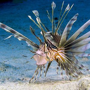 Foto Wonders of the Sea 3D