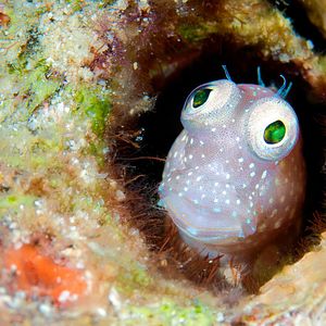 Foto Wonders of the Sea 3D