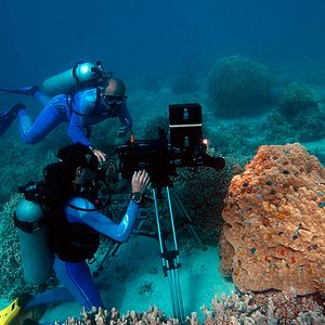 Foto Wonders of the Sea 3D