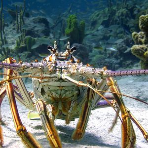 Foto Wonders of the Sea 3D