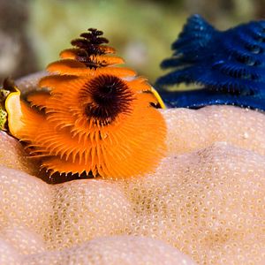 Foto Wonders of the Sea 3D