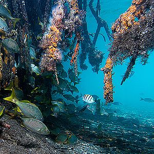 Foto Wonders of the Sea 3D