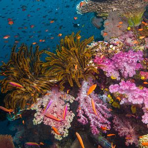 Foto Wonders of the Sea 3D