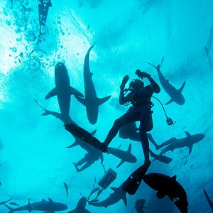 Foto Wonders of the Sea 3D