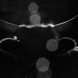 Foto Her Name Was Europa