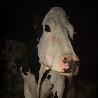 Foto Cow
