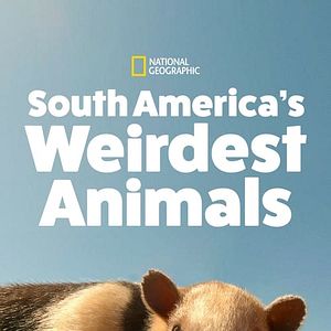 Foto América do Sul: Animais Extraordinários