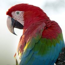 Foto Brasil Selvagem