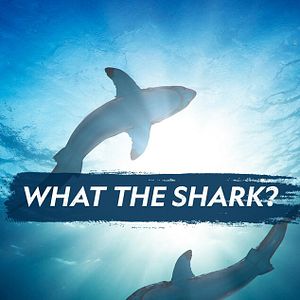 Foto Tubarões Temíveis