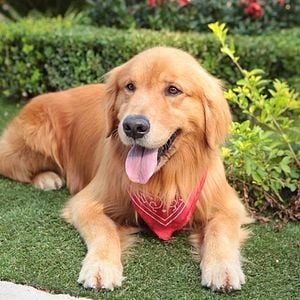 Foto Cúmplices de um Resgate