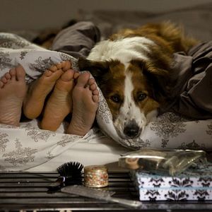 Foto Mato Sem Cachorro