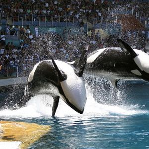 Foto Blackfish - Fúria Animal