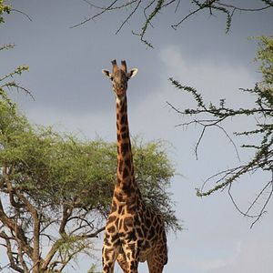 Foto Safári na África