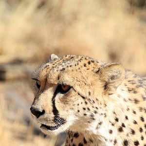 Foto Safári na África