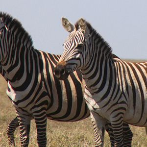 Foto Safári na África