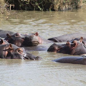 Foto Safári na África