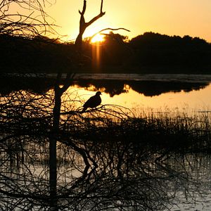 Foto Safári na África