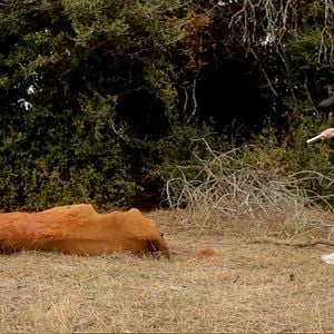 Foto Coisa de Criança