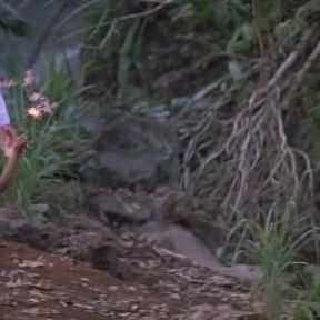 Foto O Curandeiro da Selva