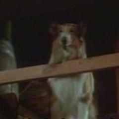 Foto A Magia de Lassie