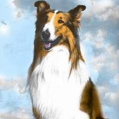 Foto A Magia de Lassie