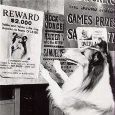 Foto A Magia de Lassie