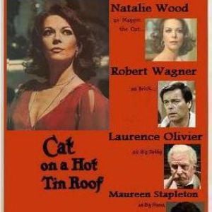 Foto Gato em Teto de Zinco Quente