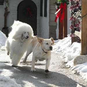 Foto O Cão Que Salvou as Férias de Natal