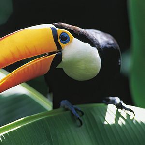 Foto Amazônia