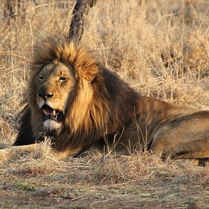 Foto Safári na África