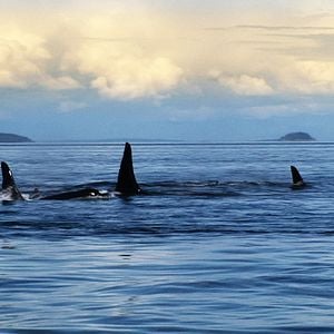 Foto Blackfish - Fúria Animal