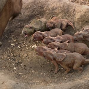 Foto Caminhando com Dinossauros