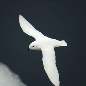 Foto O Último Oceano