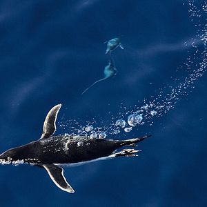Foto O Último Oceano