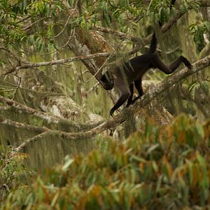 Foto Era uma Vez uma Floresta