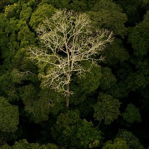 Foto Era uma Vez uma Floresta