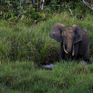 Foto Era uma Vez uma Floresta
