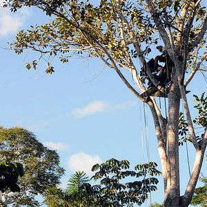 Foto Era uma Vez uma Floresta
