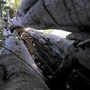 Foto Era uma Vez uma Floresta